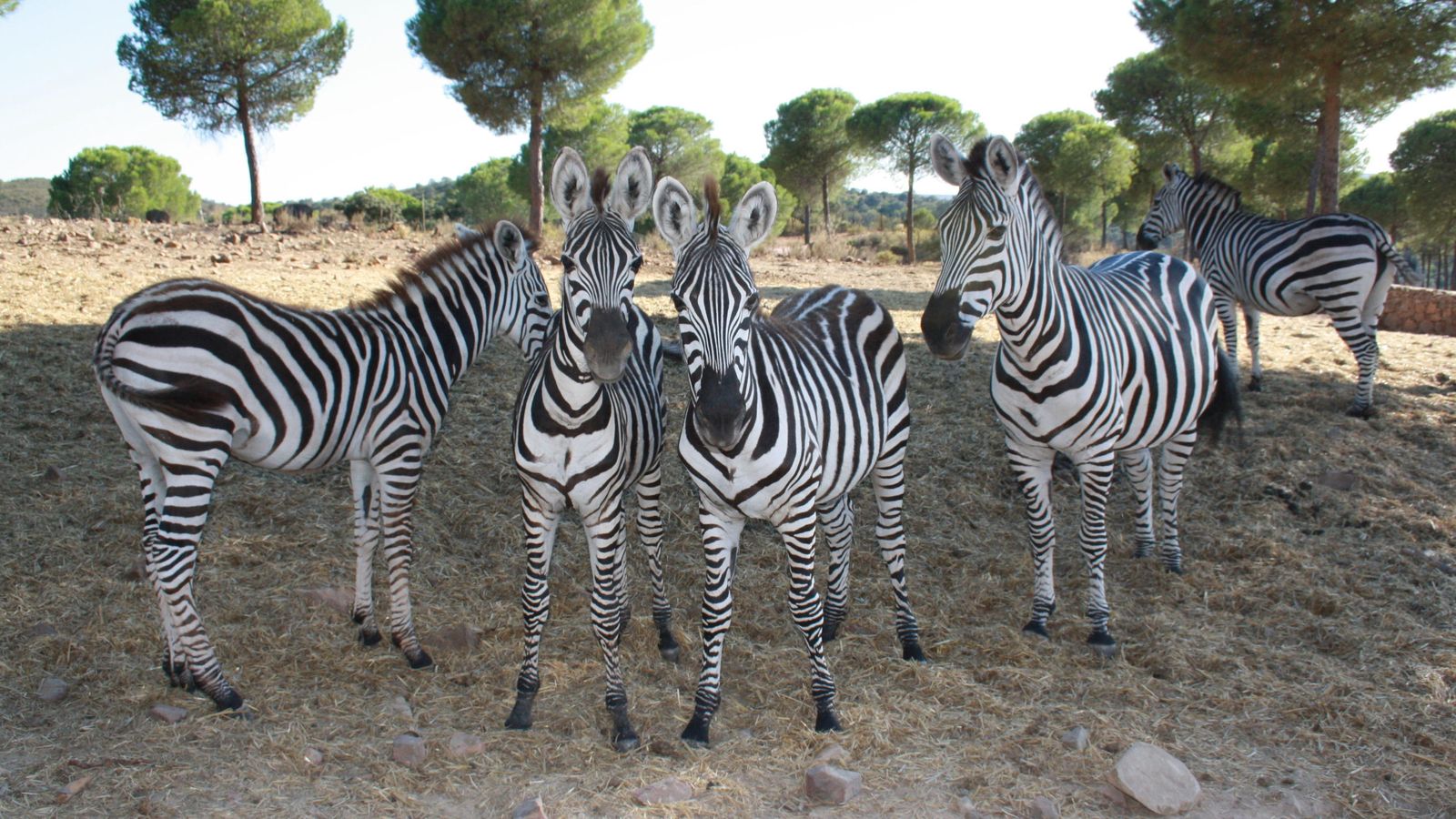 Cebras en la reserva natural de El Castillo de las Guardas.
