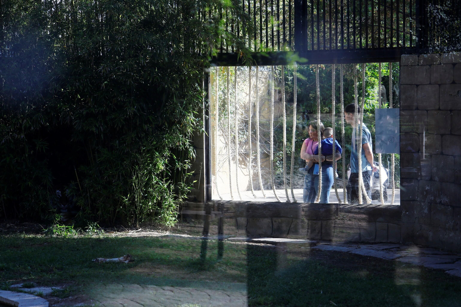 El Zoo de Córdoba recibe a dos tigres de bengala, en imágenes