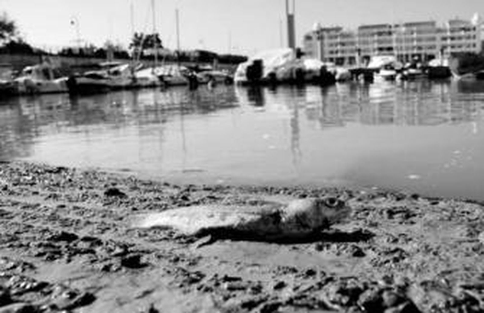 Puerto Gelves está sufriendo problemas de colmatación por el lodo.