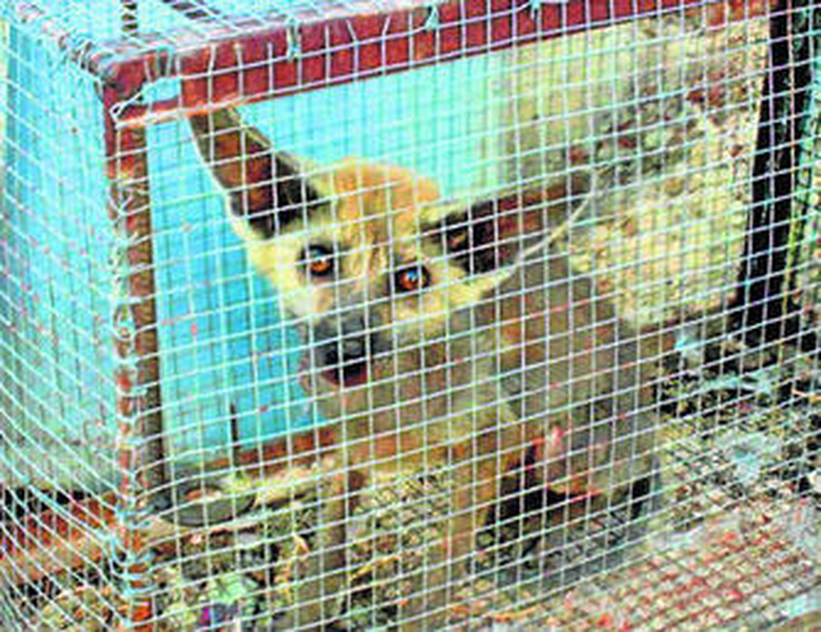 El animal cayó en una trampa en la zona de Las Conejeras.