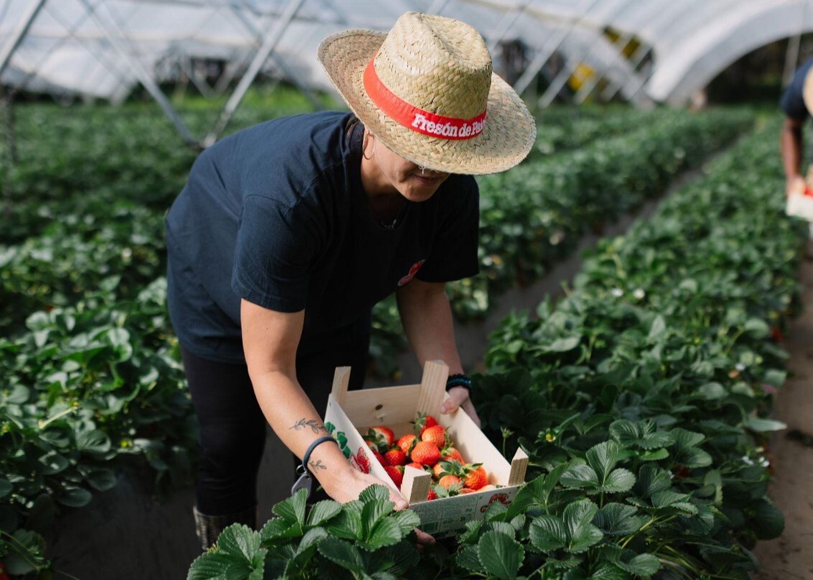 Fresón de Palos, apuesta por la innovación