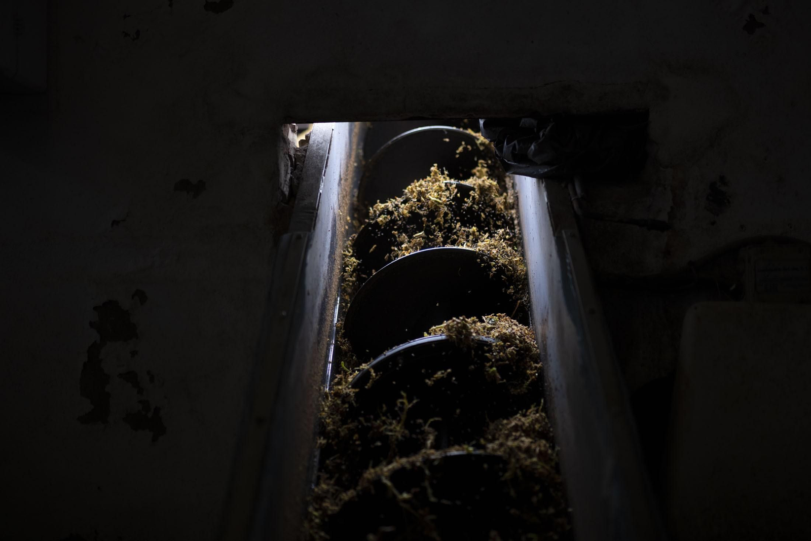 Imágenes de la vendimia en el Condado de Huelva