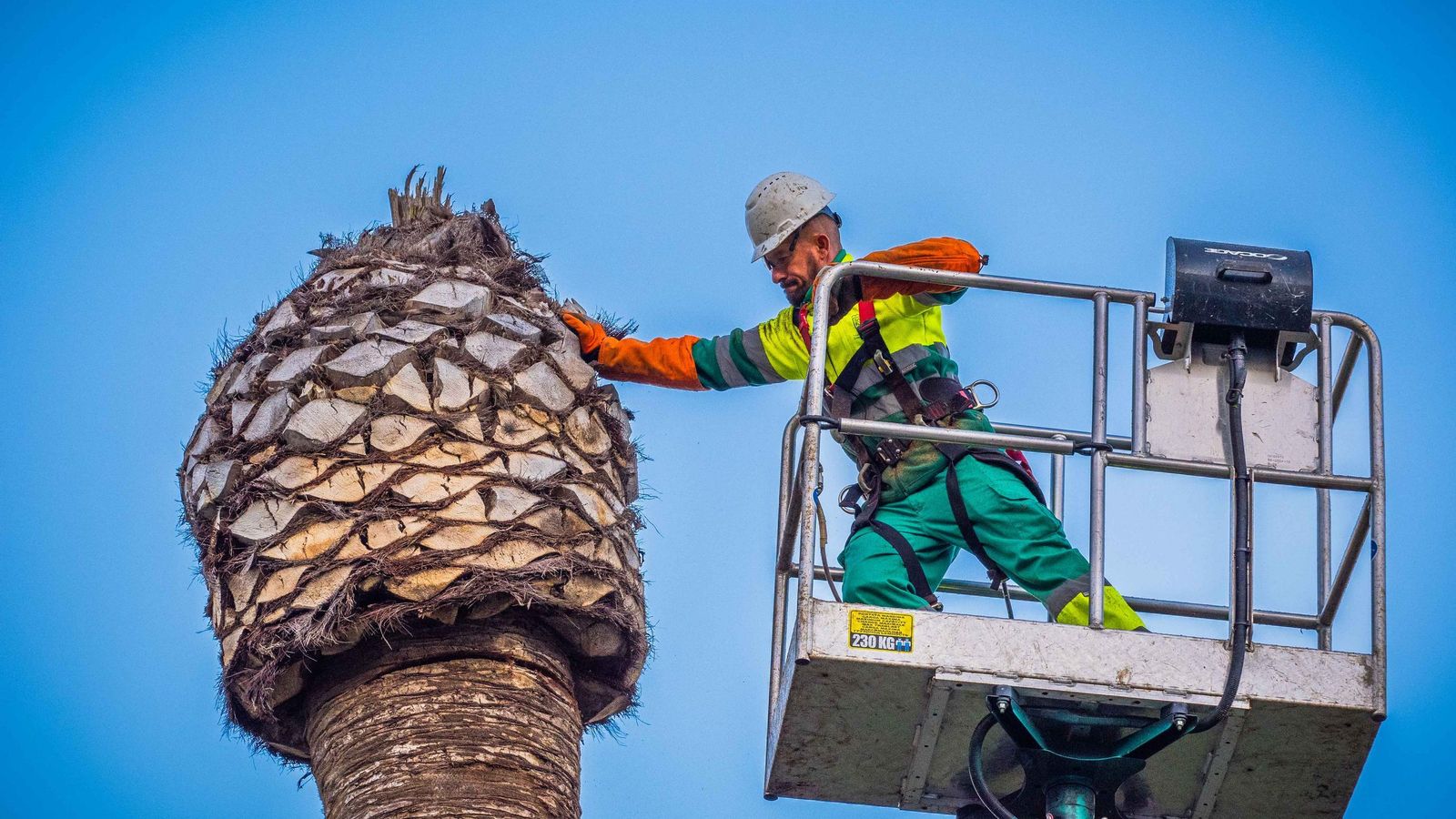 Retirada de las palmeras en mal estado de la alameda Moreno de Guerra en San Fernando