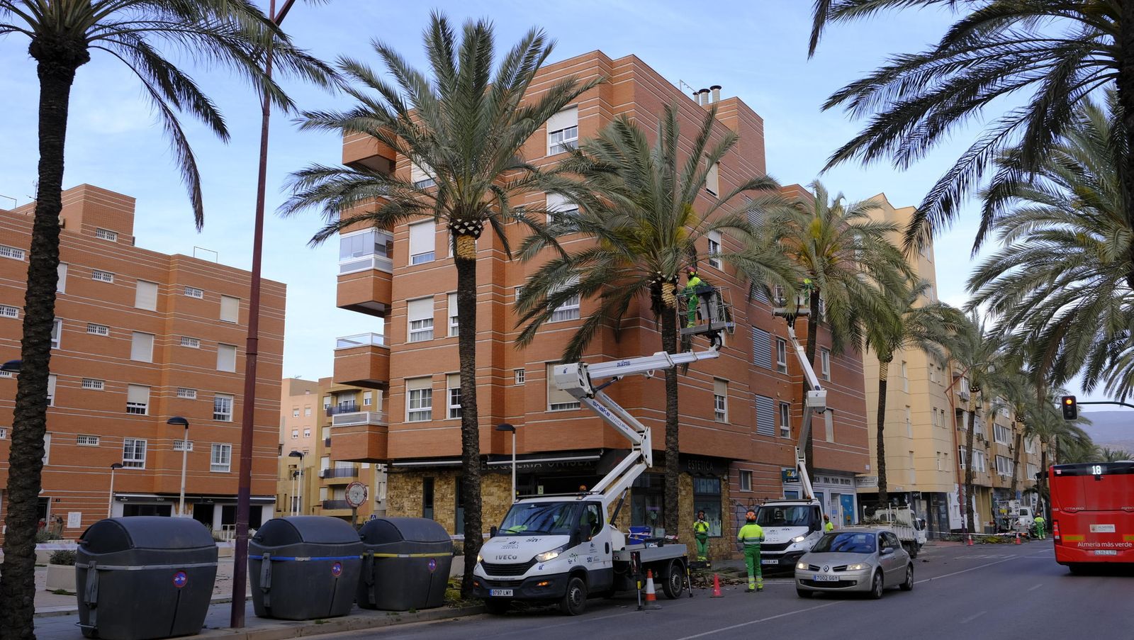 Evaluación al estado de salud de las palmeras