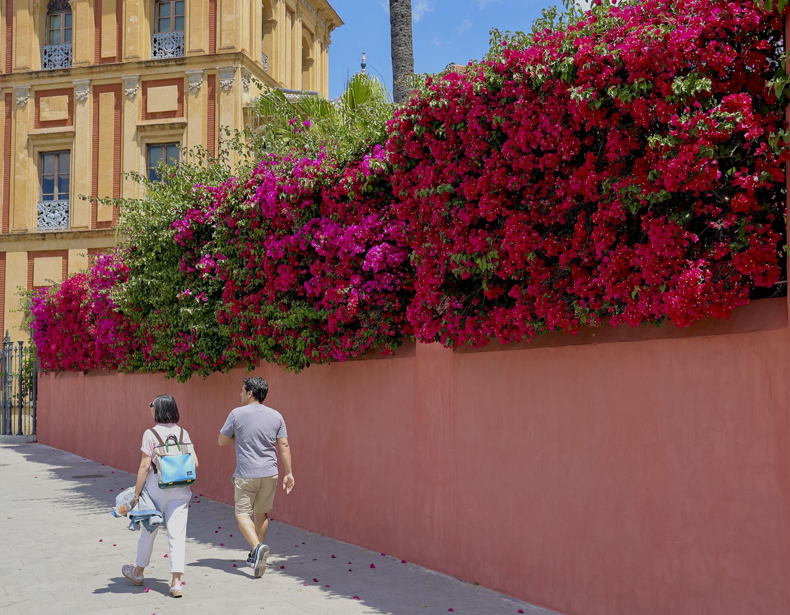 La buganvilla, la otra flor de Sevilla