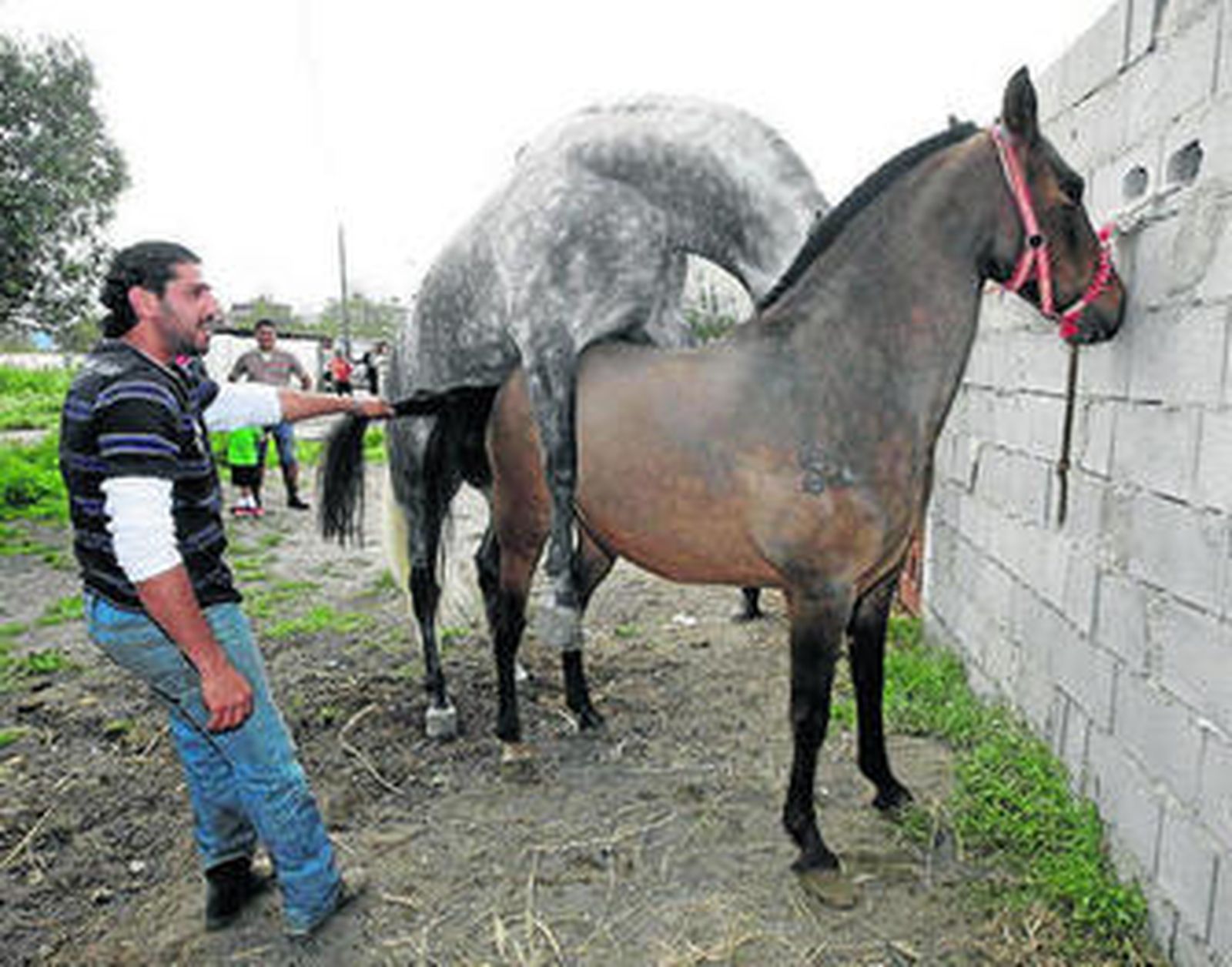 Sin caballerizas para un proyecto de hipoterapia