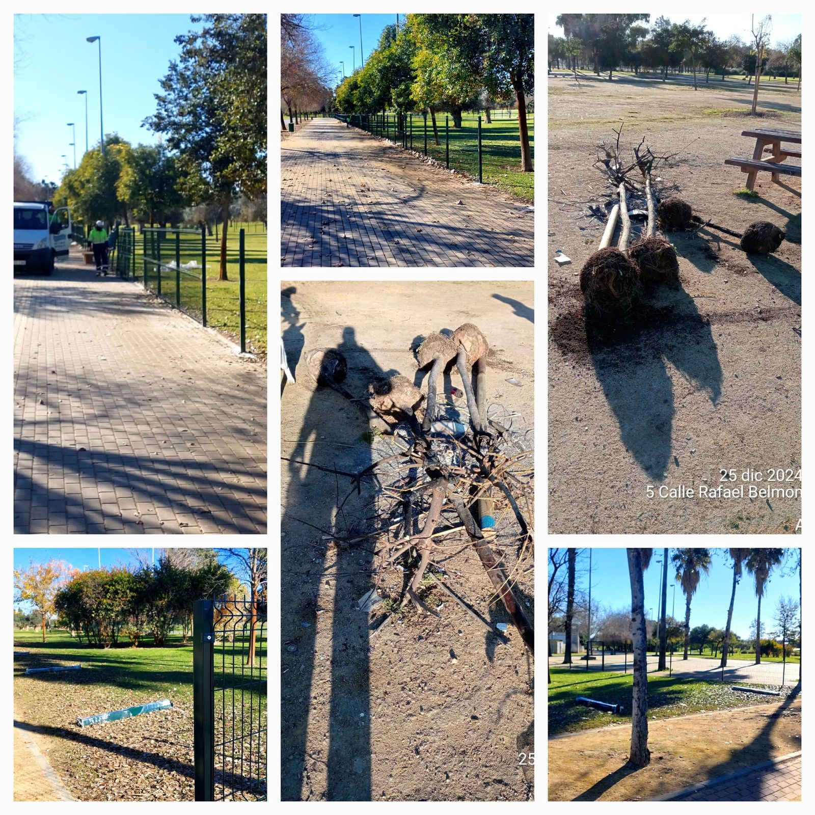 Estado en el que han quedado las nuevas plantaciones arrancadas de cuajo en el Parque Vega de Triana.