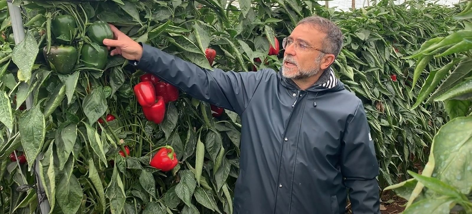 Cultivo de pimiento tratado por Ecoculture.