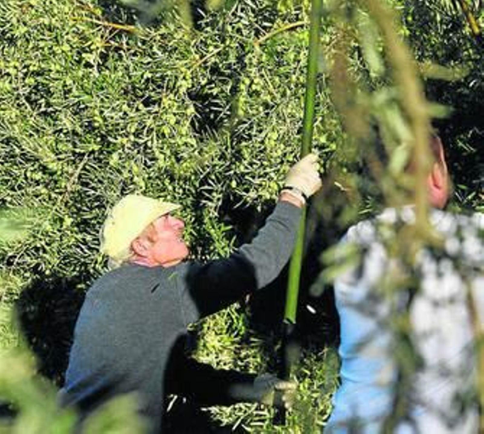 La peor cosecha de aceite de oliva desde 1995