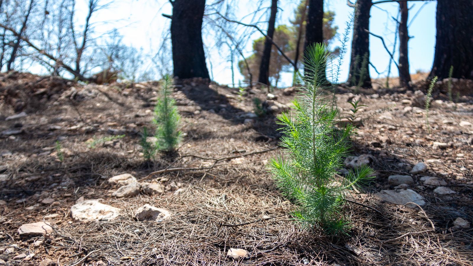 Los primeros brotes verdes de pinos empiezan brotan en el terreno