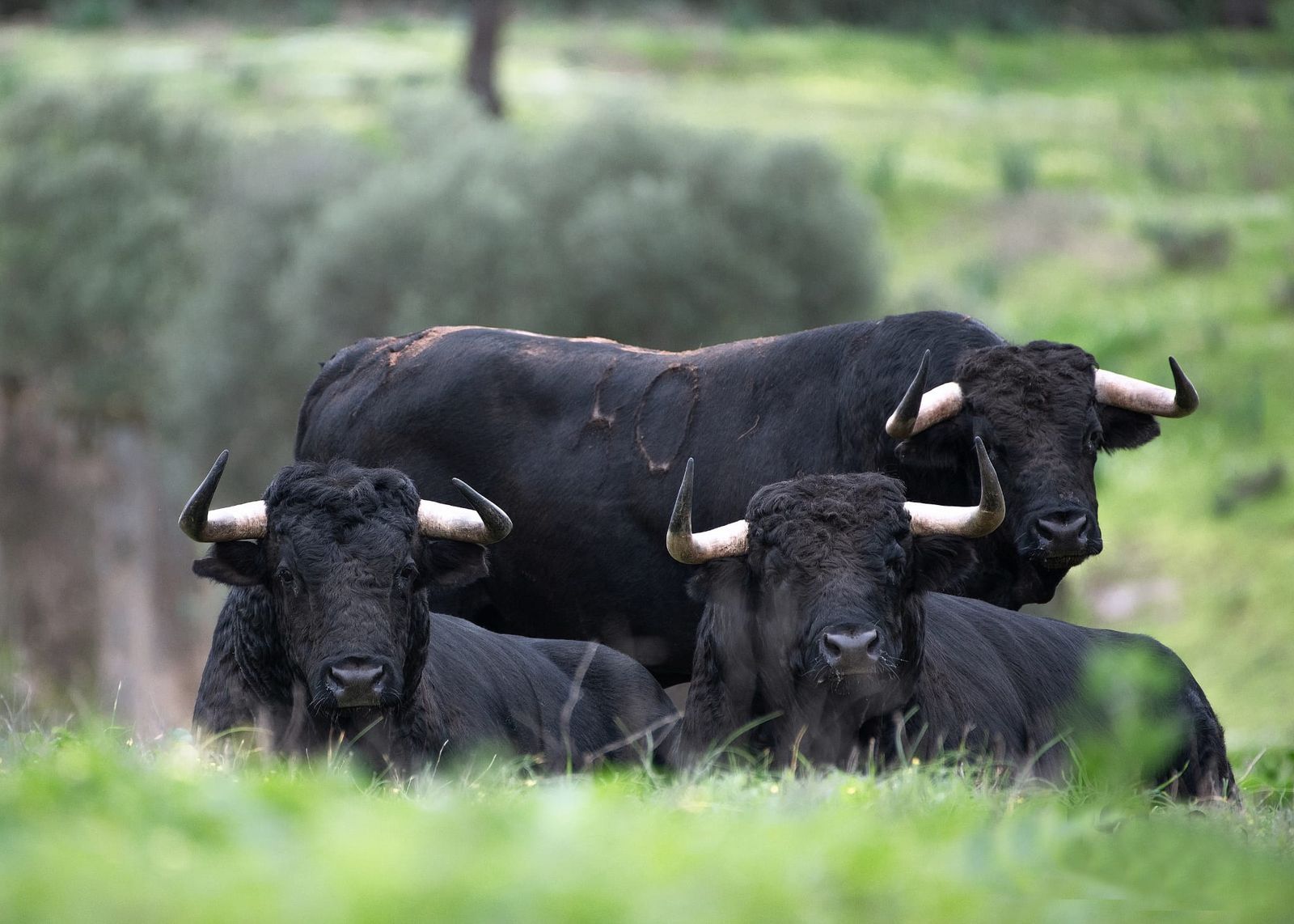 Cortega fía a Cuadri y Murteira los grandes ejes de su feria taurina