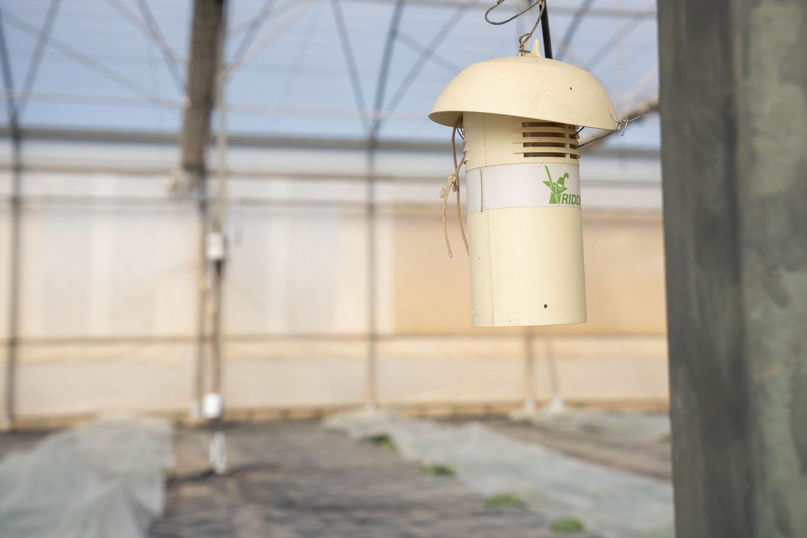 La primavera se planta en invierno entre sandías y tomates almerienses