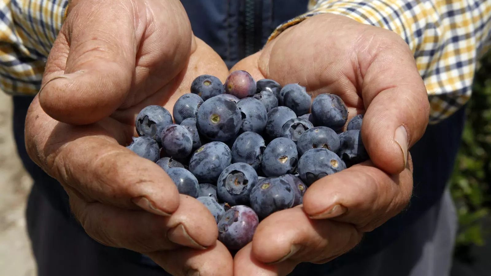 Un agricultor muestra arándanos en un campo de Huelva.