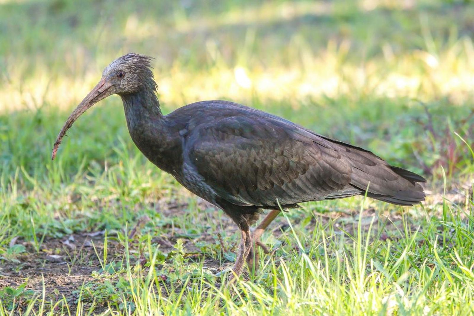 Ejemplar de ibis eremita.