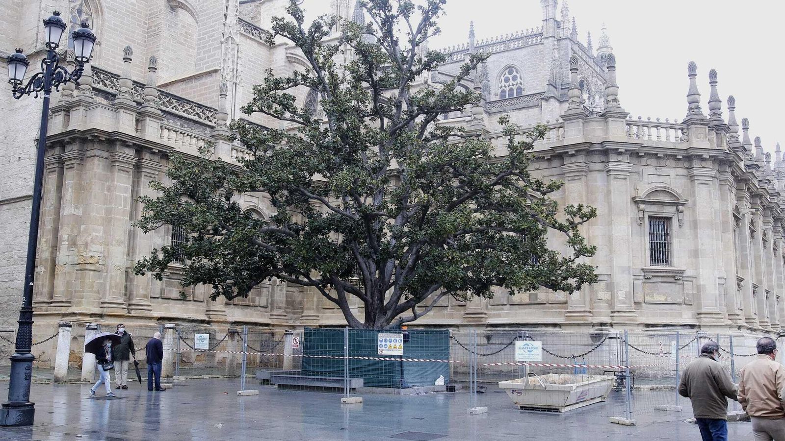 El entorno del magnolio vallado para acometer las obras.