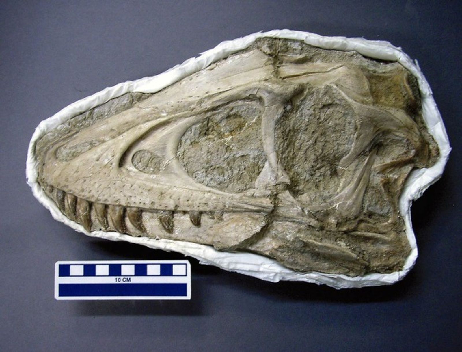 Encuentran el esqueleto fosilizado de un dinosaurio en el desierto del Gobi