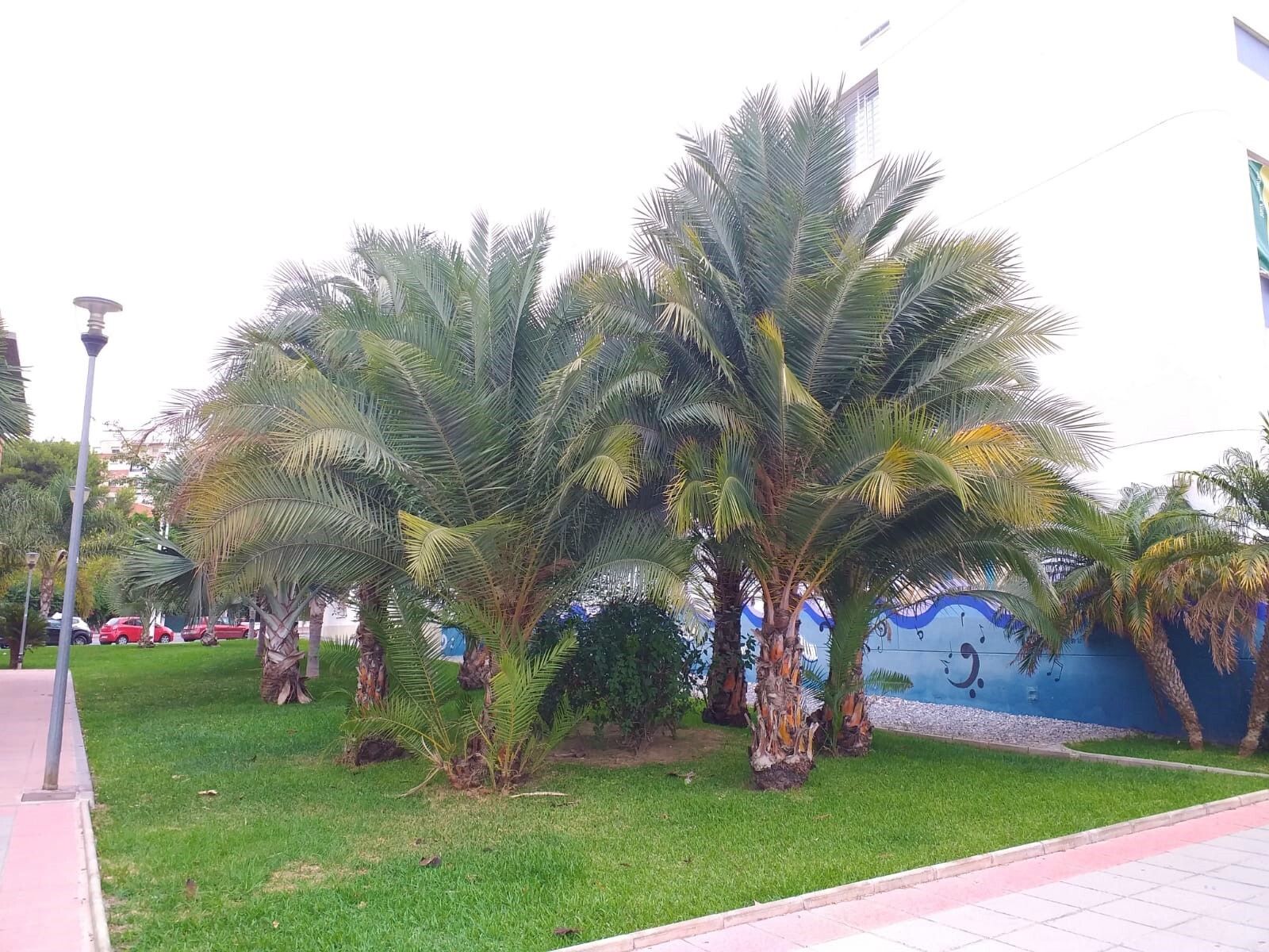 Una de las zonas verdes que presenta Motril en la actualidad.