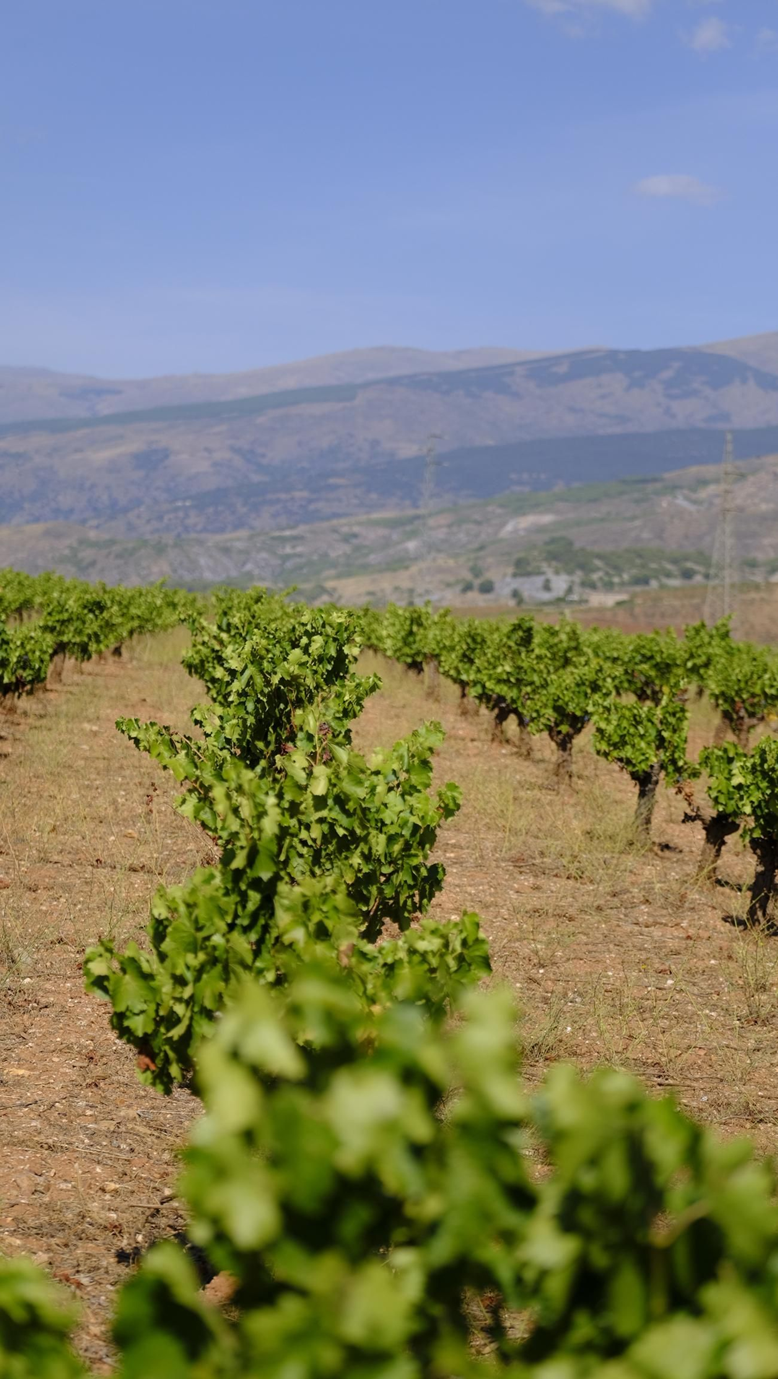 La vendimia en la Bodega Cortijo del Cura de Laujar, en imágenes
