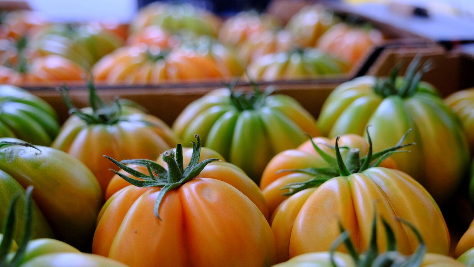 Vea cómo son los tomates almerienses de 'Stella del Cabo'
