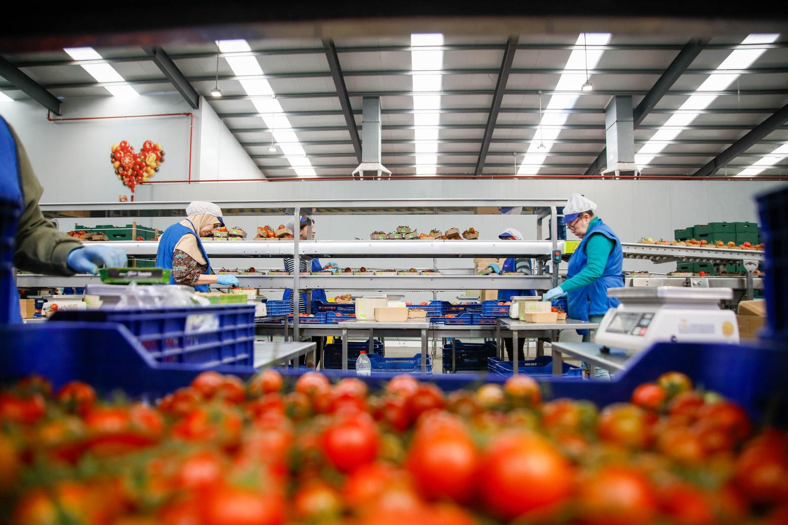 Empresa exportadora de tomate en Almería.