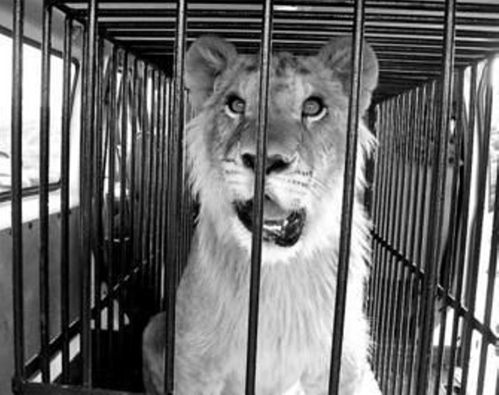 León recogido hace unos meses por la Sociedad Protectora de Animales en Marbella.