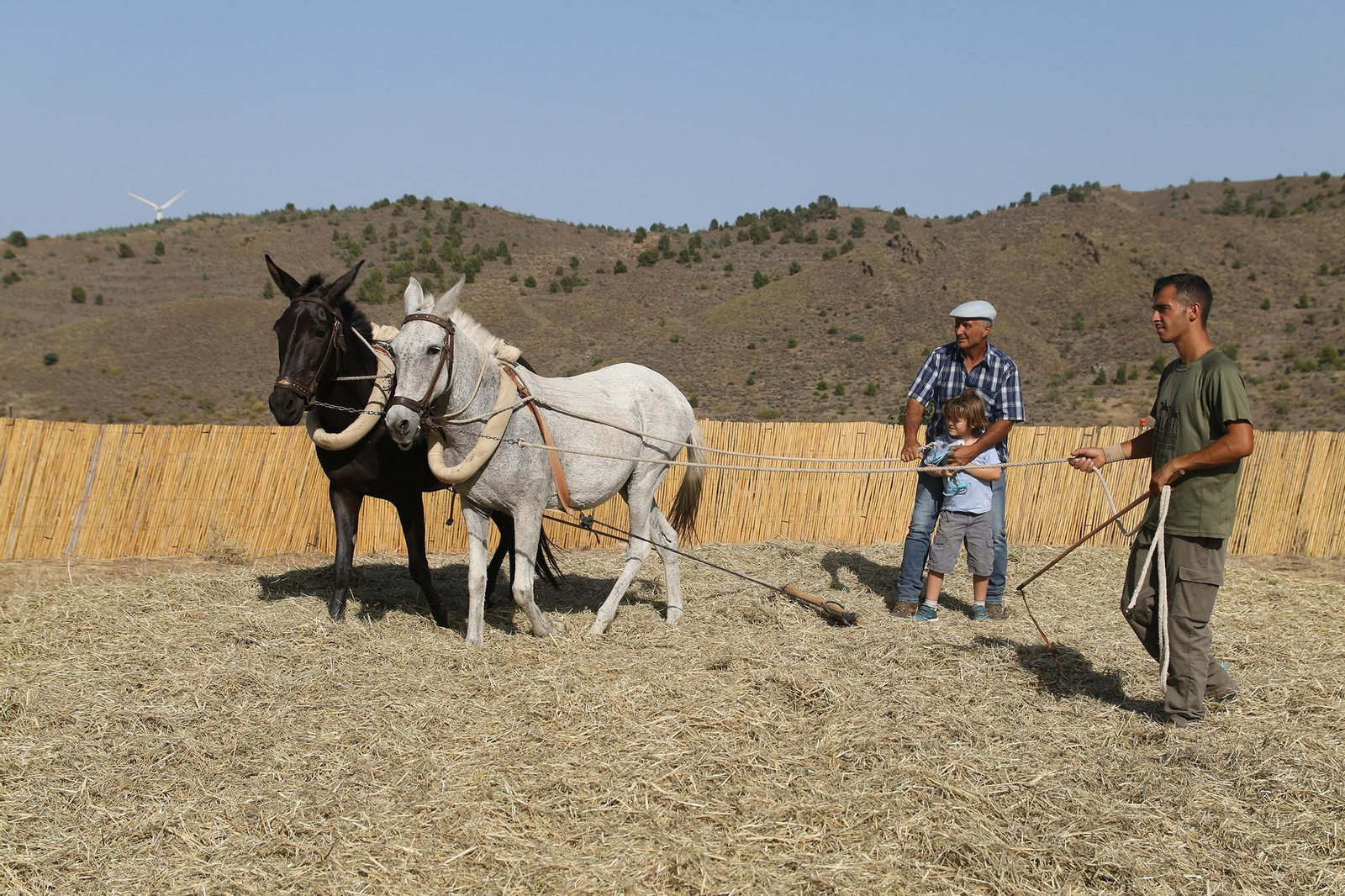 La fiesta de la trilla de Abla