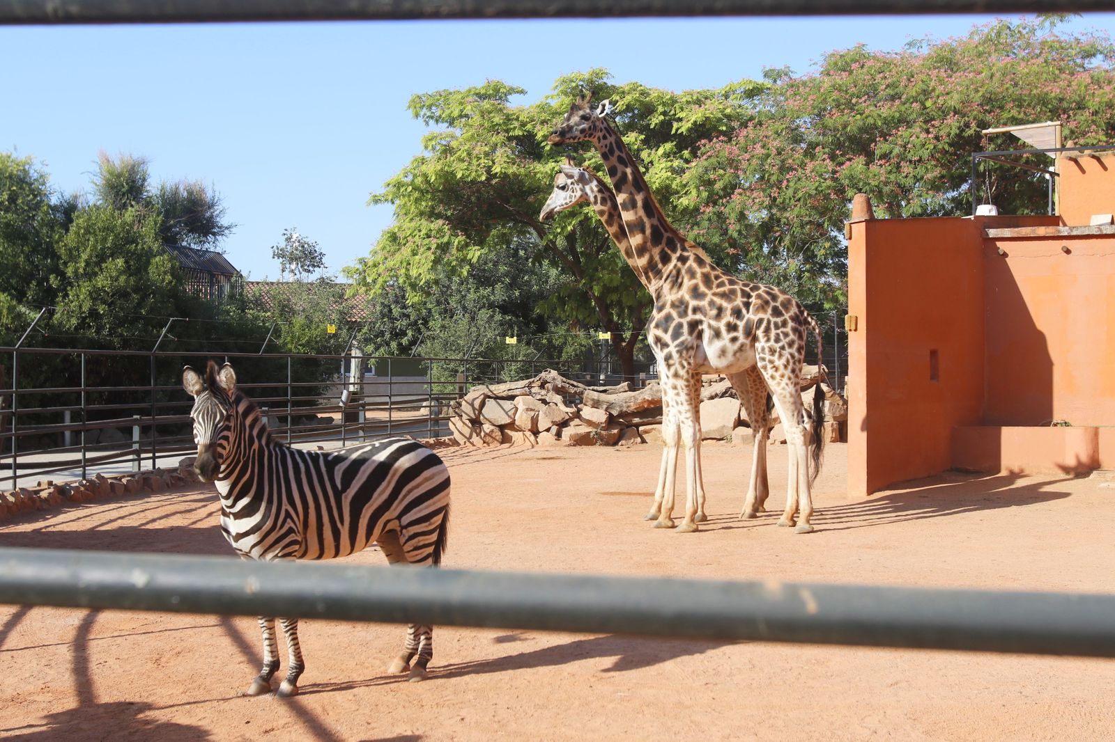 Las fotografías de la reapertura del Zoo de Córdoba tras el coronavirus