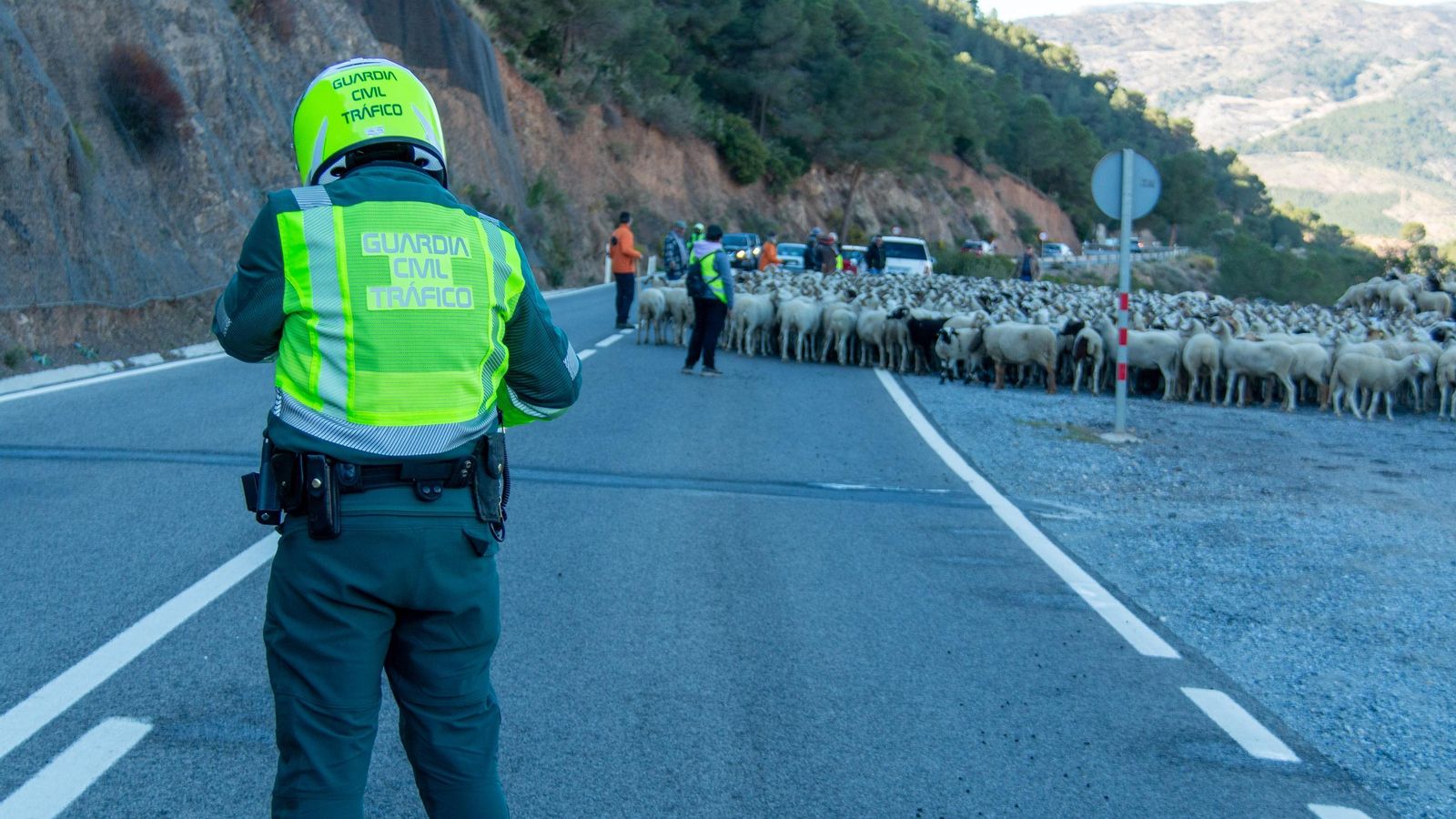 Tráfico ha acompañado a los trashumantes durante su paso por la carretera Tráfico ha acompañado a los trashumantes durante su paso por la carretera