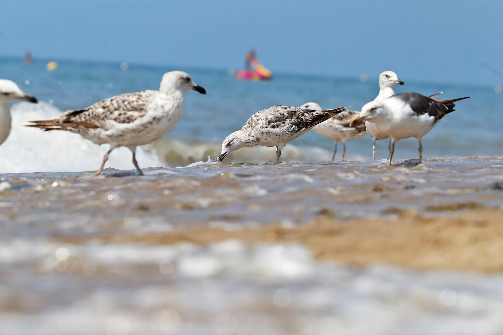 Islantilla (Lepe/Isla Cristina)