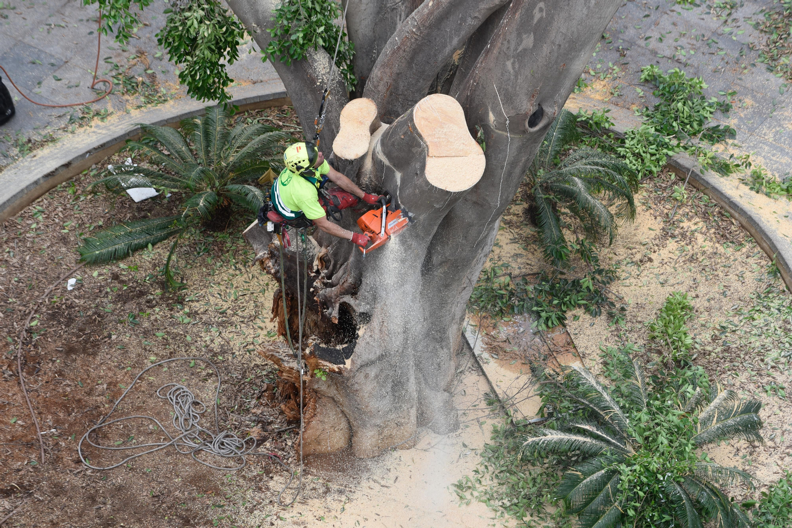El final del ficus de la Encarnación