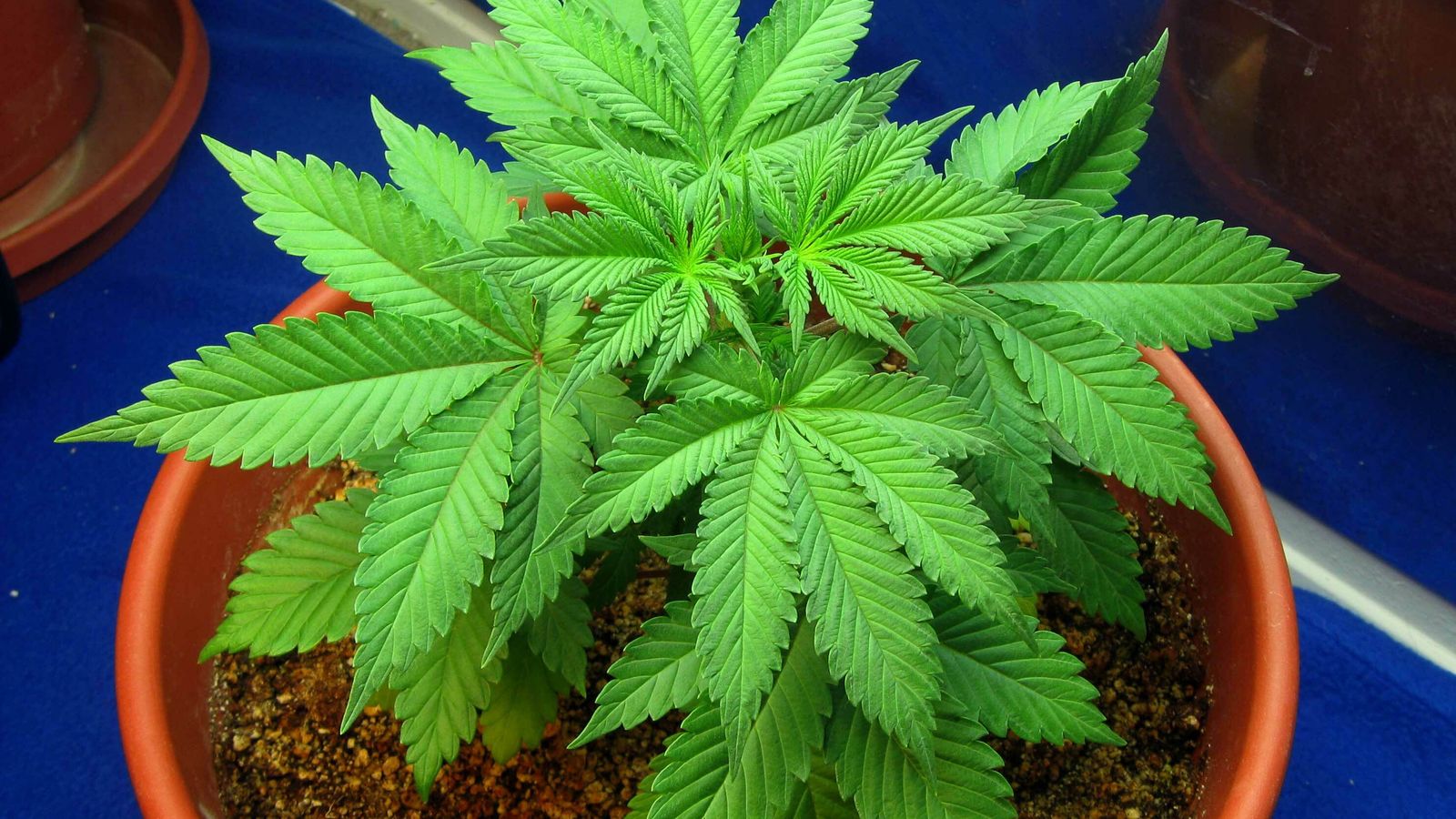 Planta de marihuana en una maceta