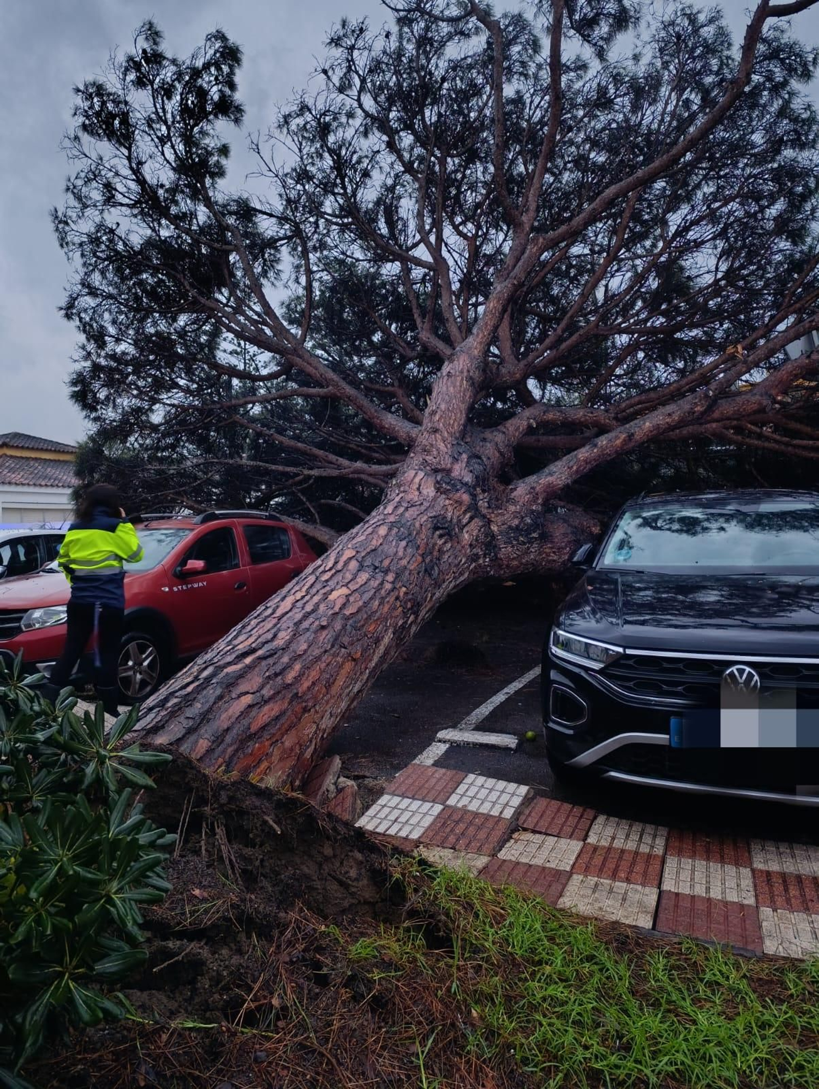 El árbol caído justo entre los dos vehículos aparcados.