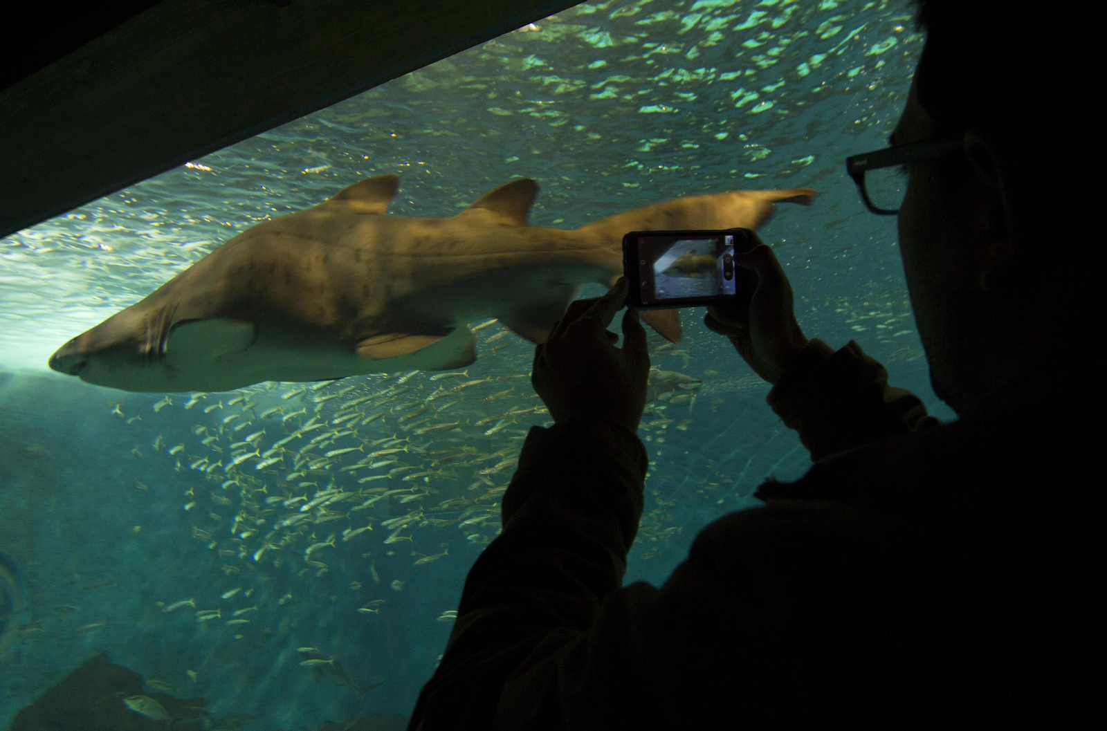 El curso en el Acuario de Sevilla se desarrollará del 16 al 18 de noviembre.