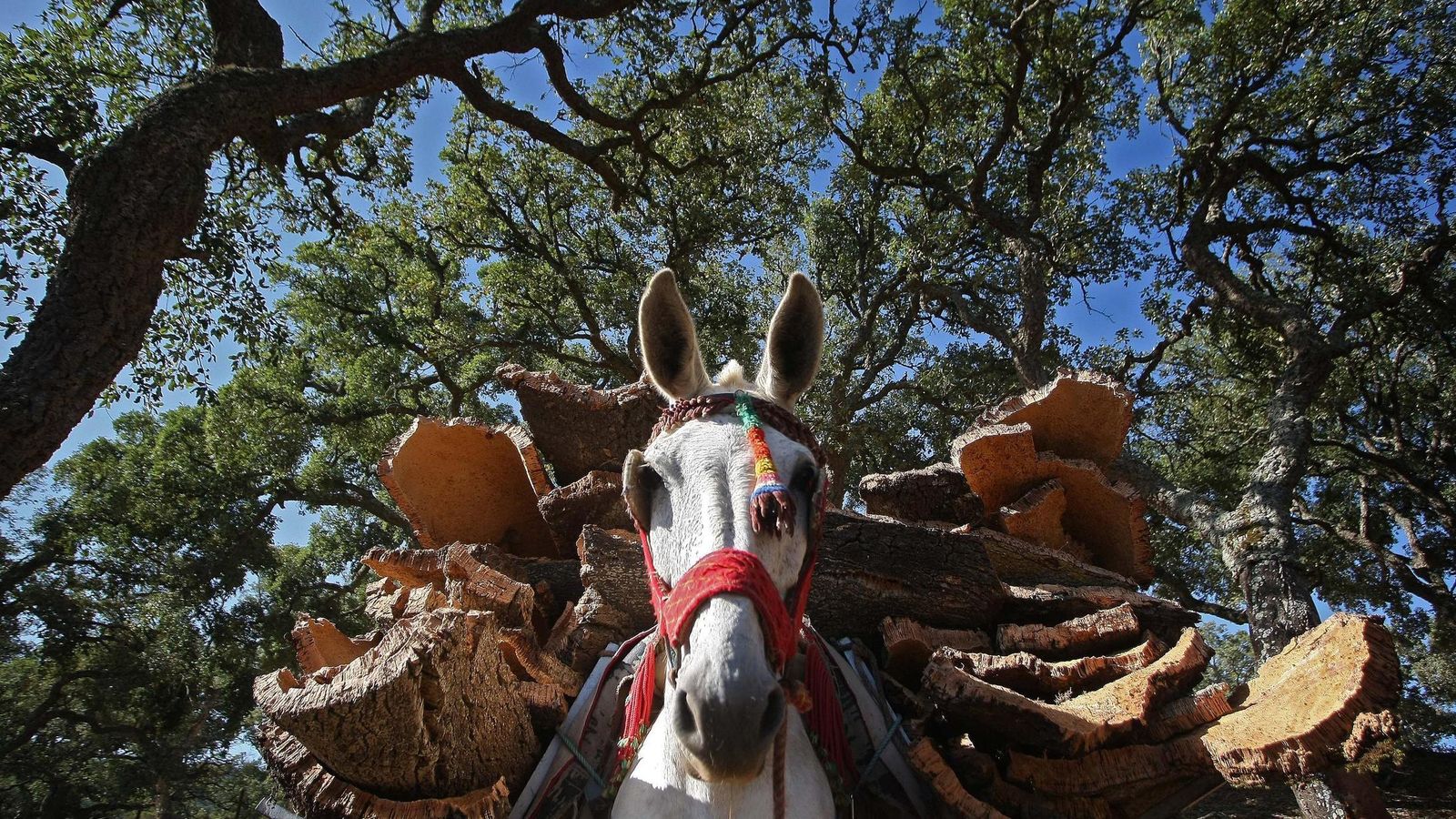 Un mulo cargado con placas de corcho.