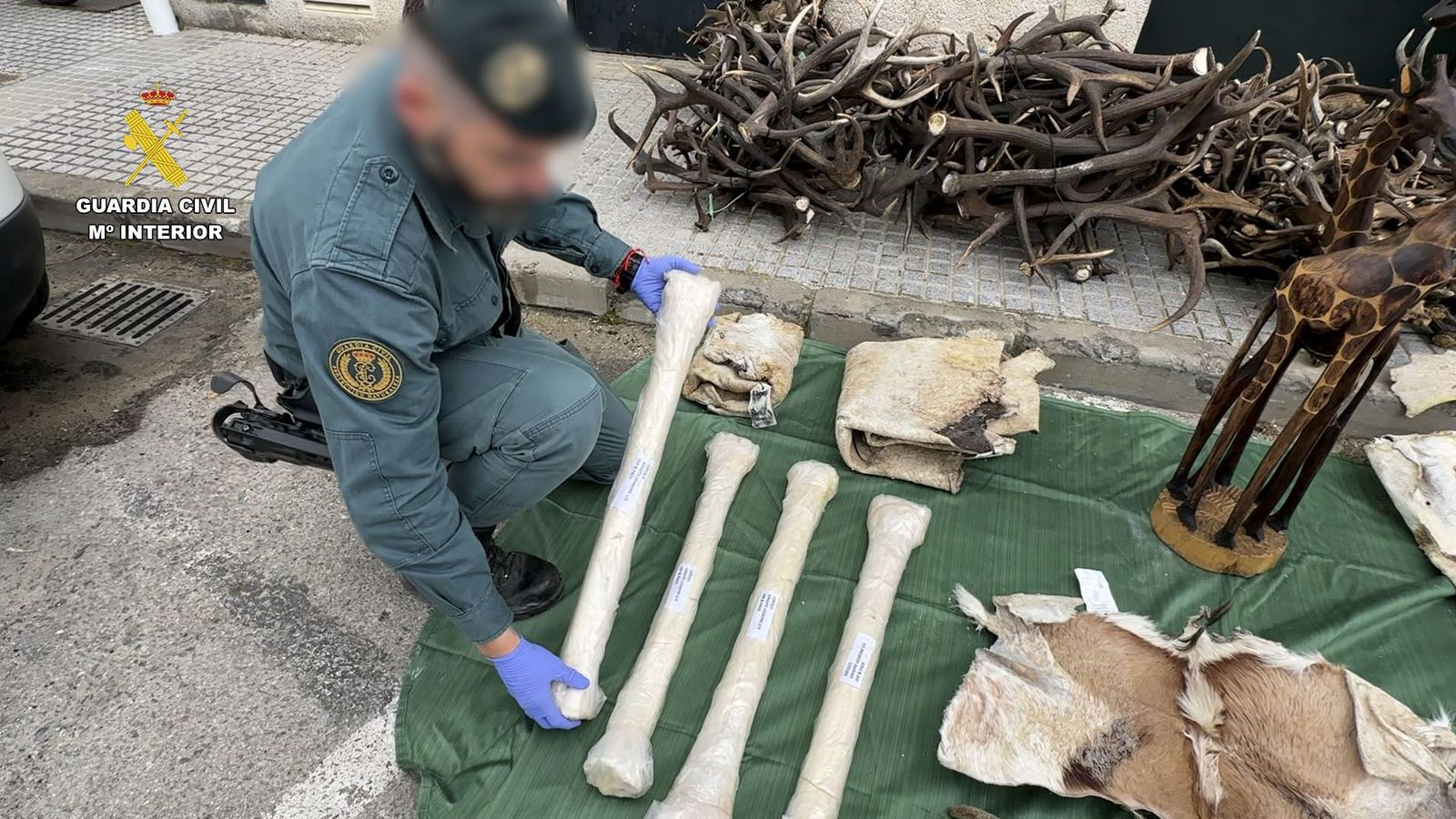 La Guardia Civil se incauta de diferentes piezas de animales protegidos procedentes de África.