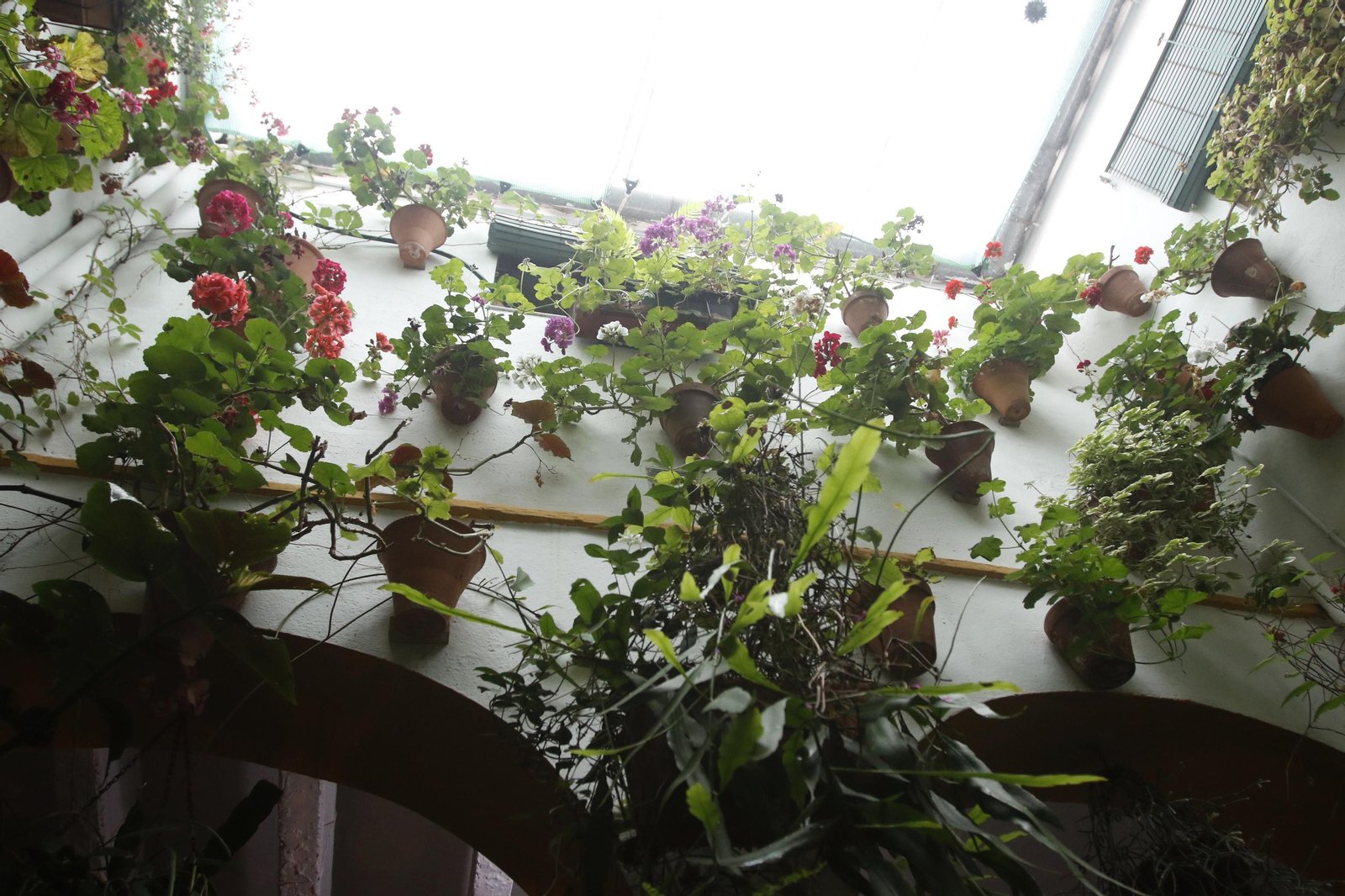 Los Patios de Córdoba en tiempos de crisis: Alfonso XII, 29