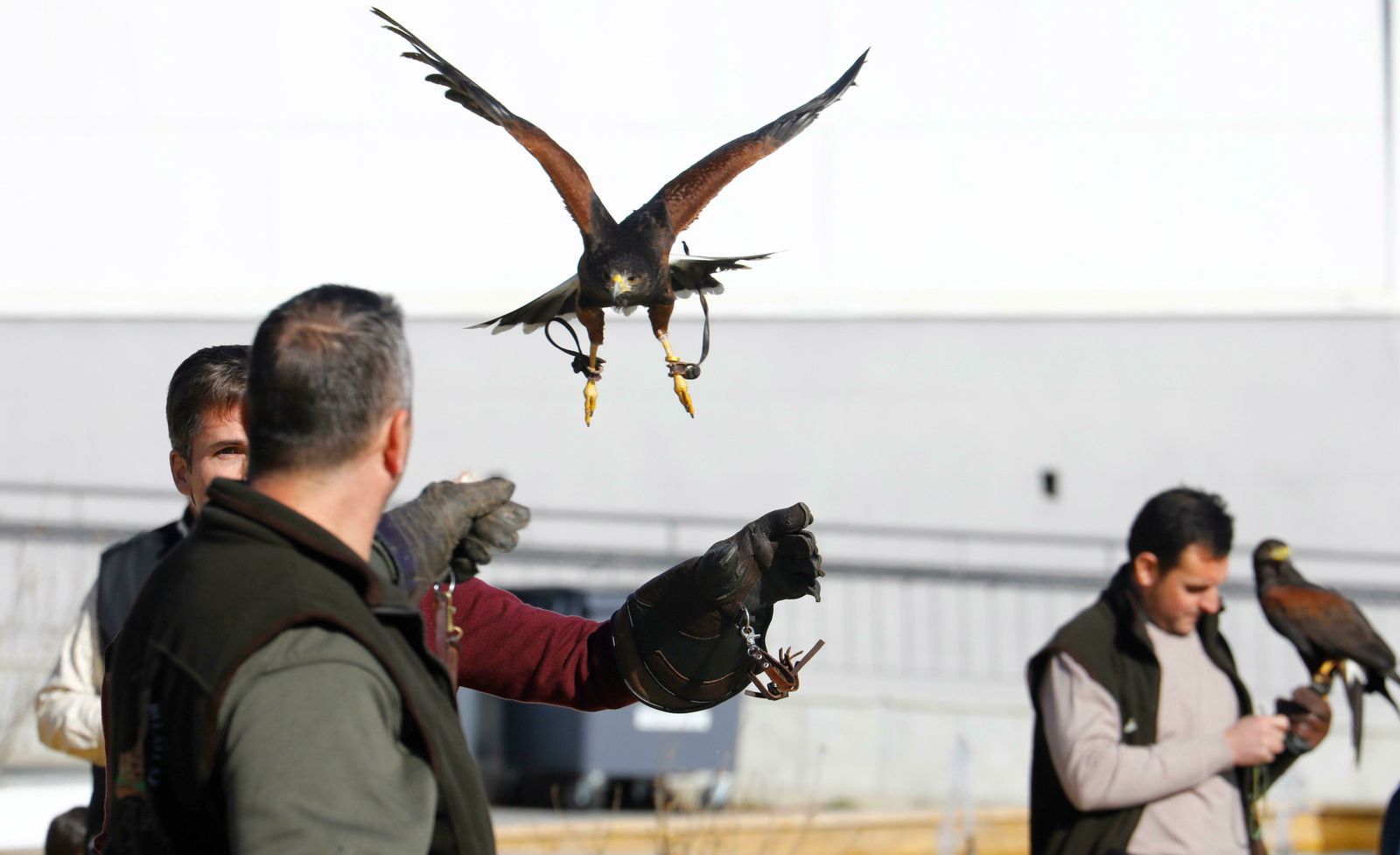Cetreros con sus rapaces durante la celebración de Avicor 2019.