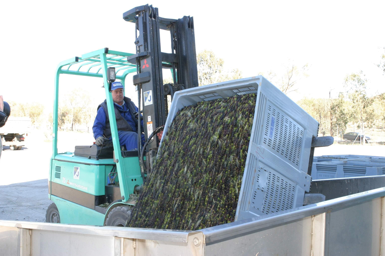 El buen estado del fruto garantiza la calidad del aceite