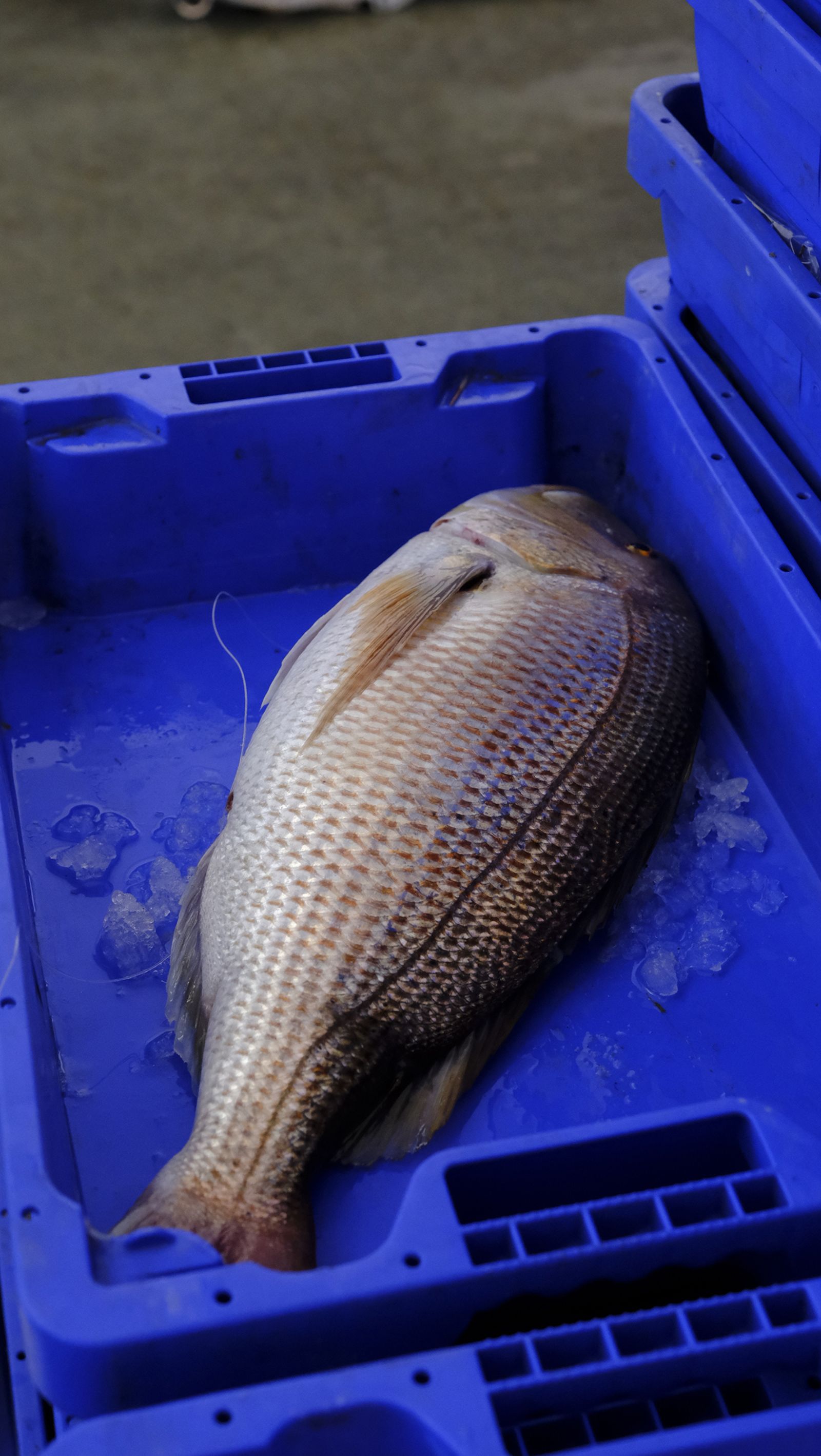 Imágenes de la visita guiada a la Lonja del Puerto Pesquero de Almería