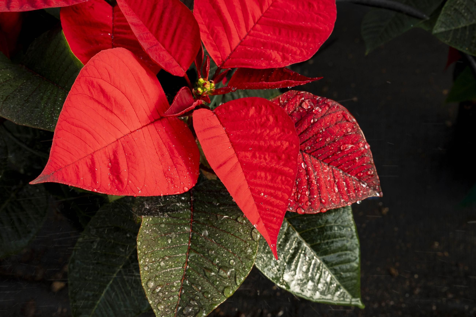 Así son las flores de pascua de SolísPlant, en imágenes
