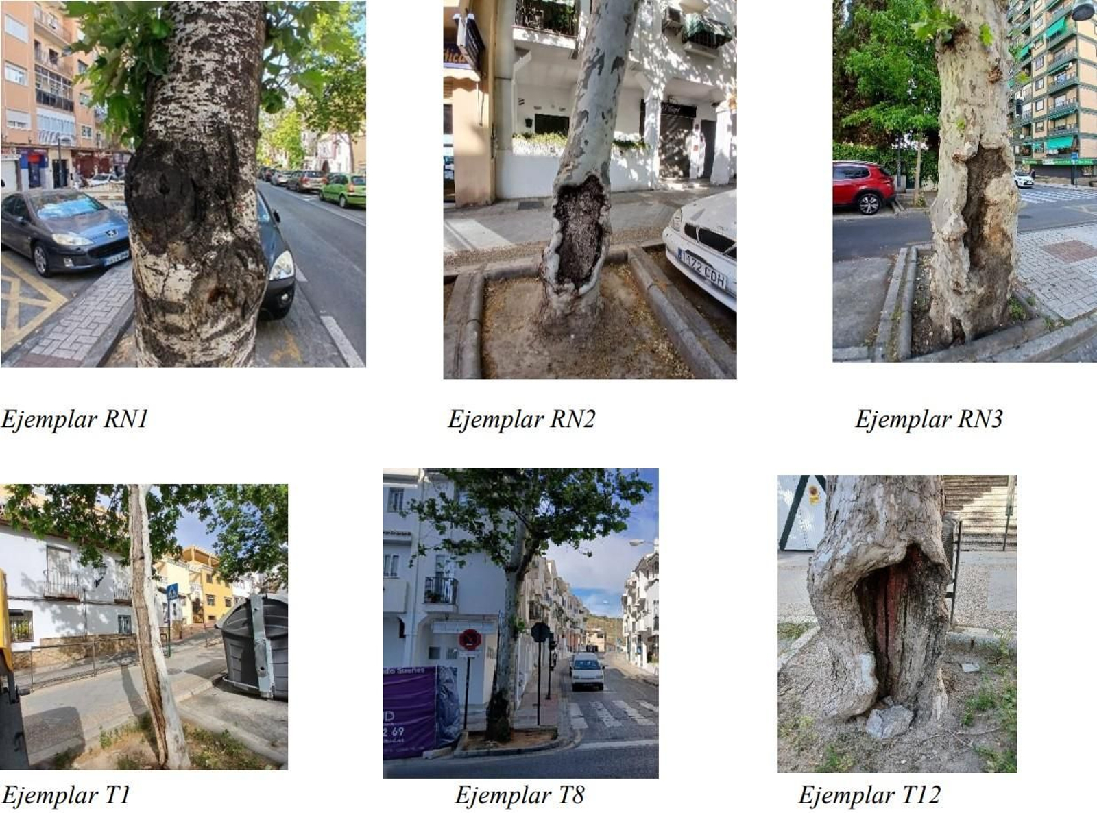 Árboles a retirar en Avenida de Cervantes.