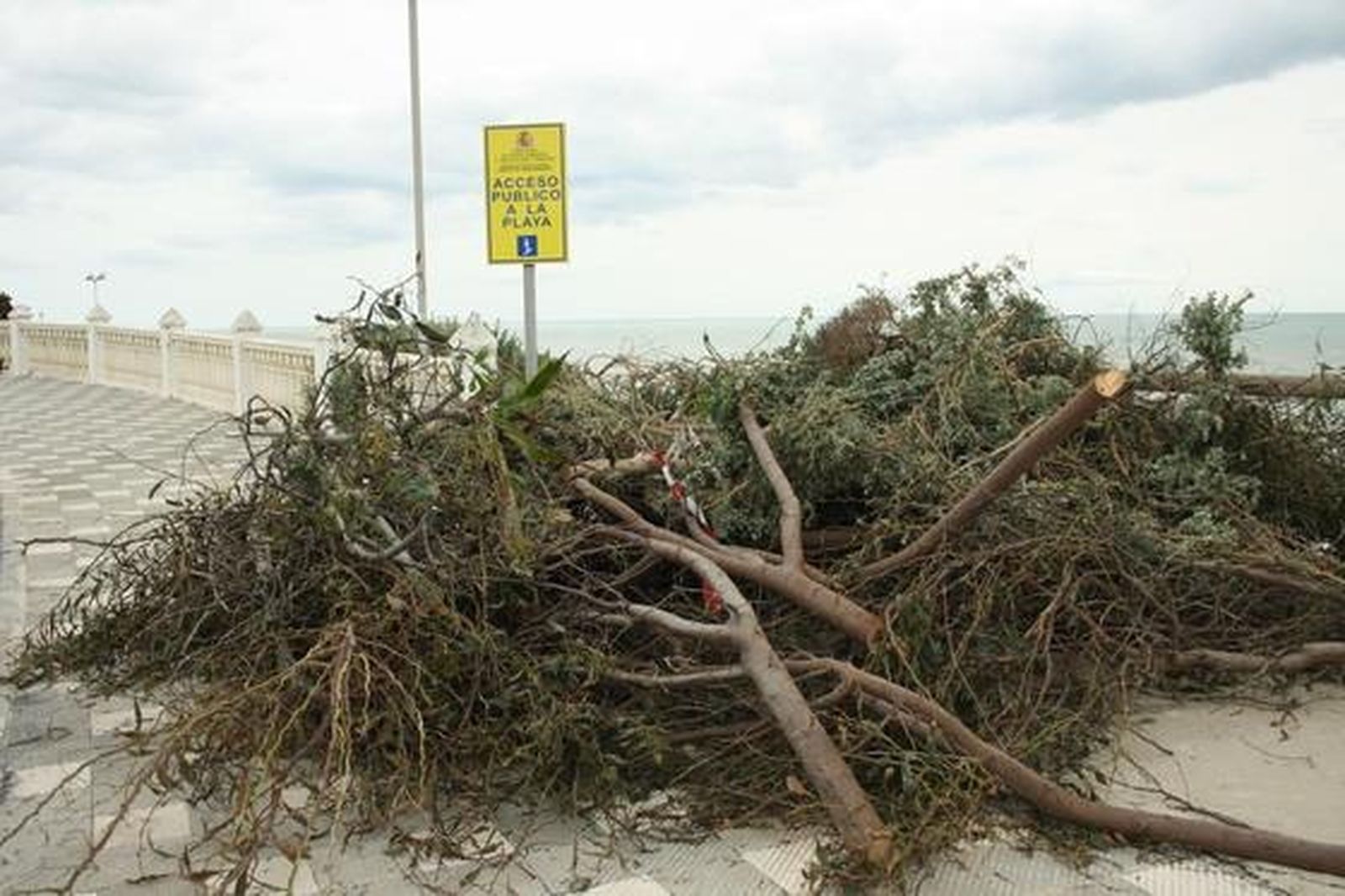 Restos de árboles acumulados en una playa de Fuengirola. / D.Bea
