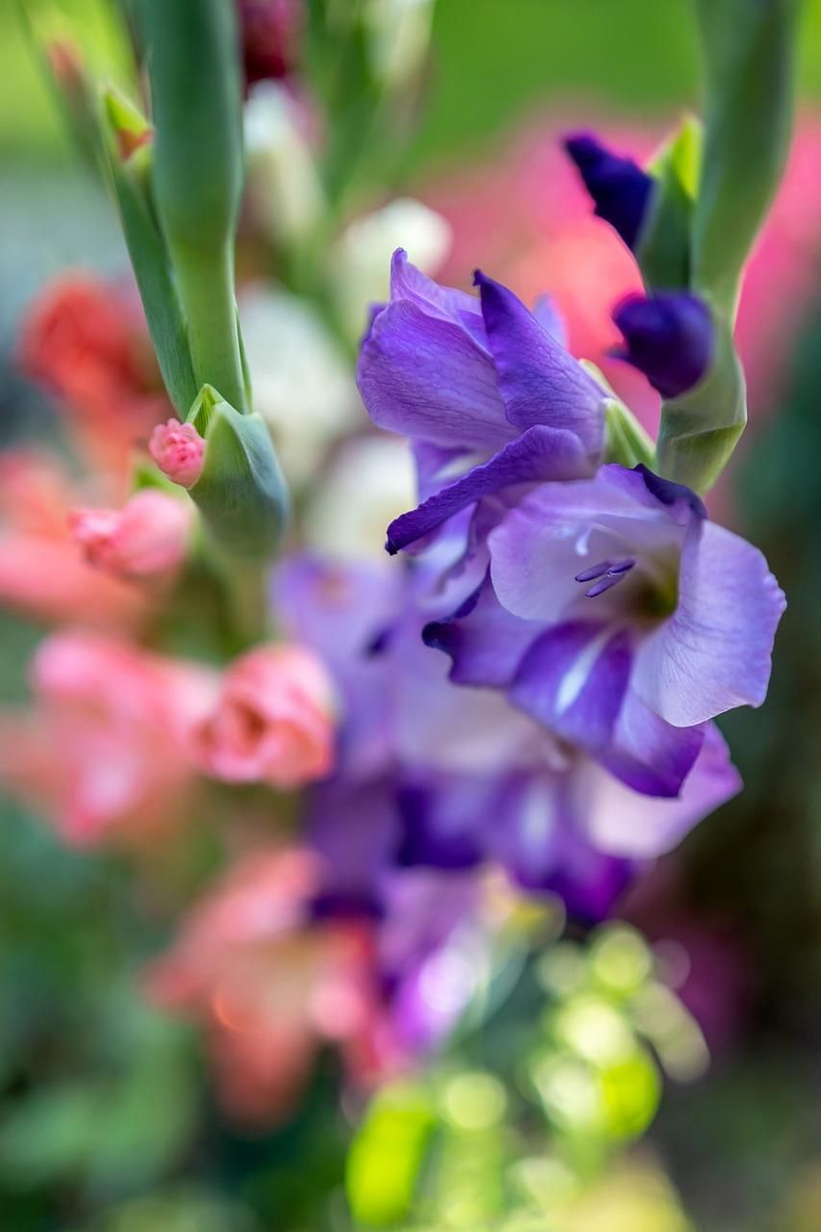 Preciosos gladiolos de primavera-verano