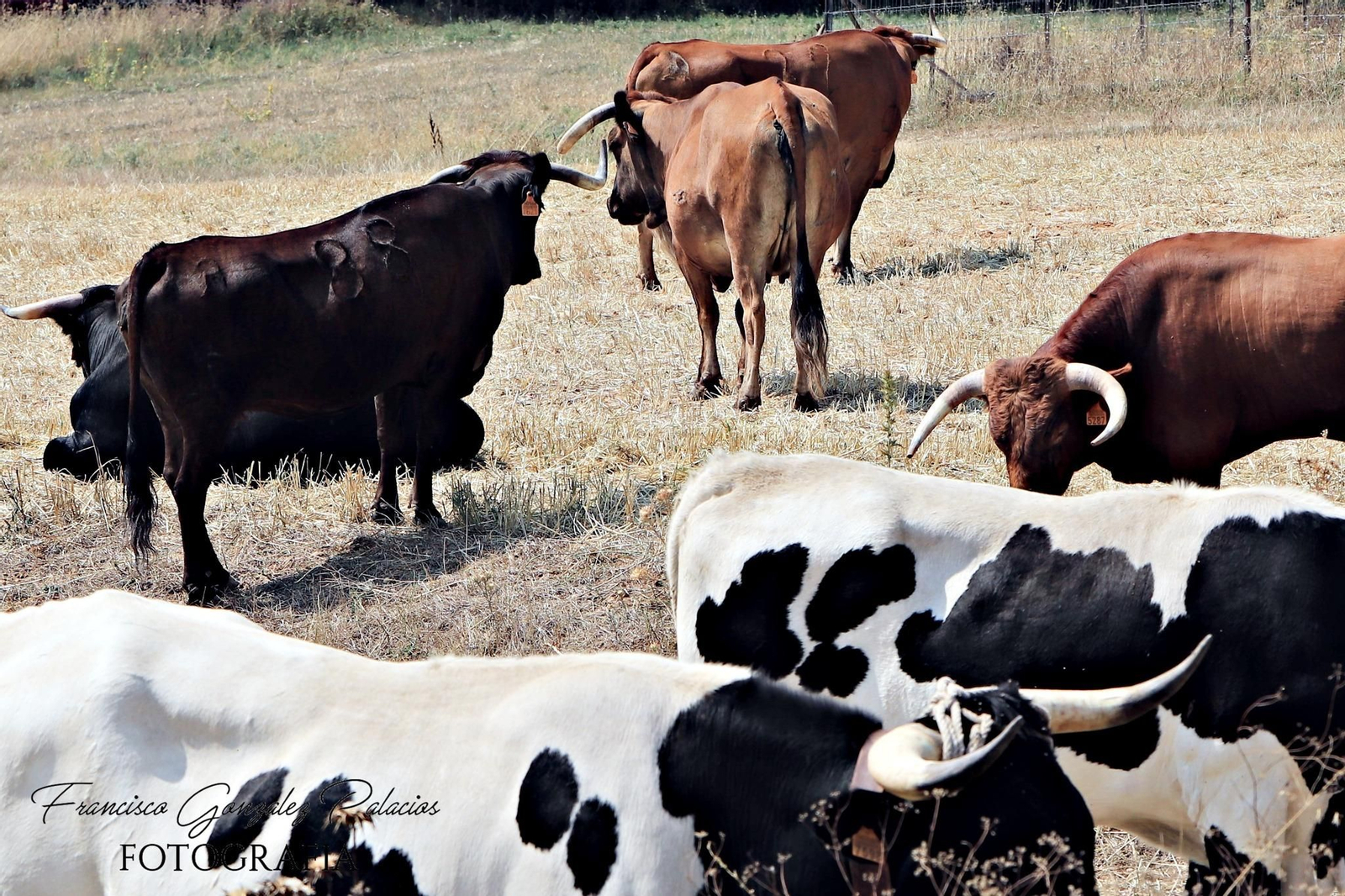 Saltos y fintas de vértigo en los encierros de Santiago de la Espada, en imágenes