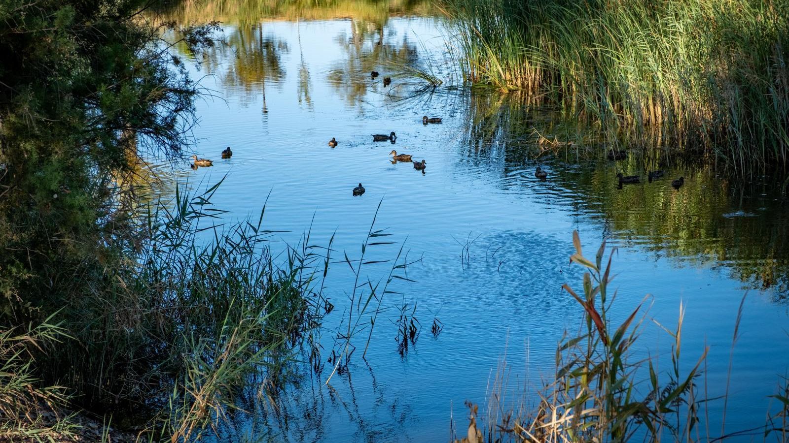 La recién restaurada laguna de La Rábida