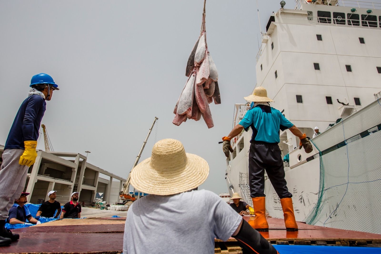 Petaca descarga cinco toneladas de atún de la almadraba de Barbate en la Zona Franca