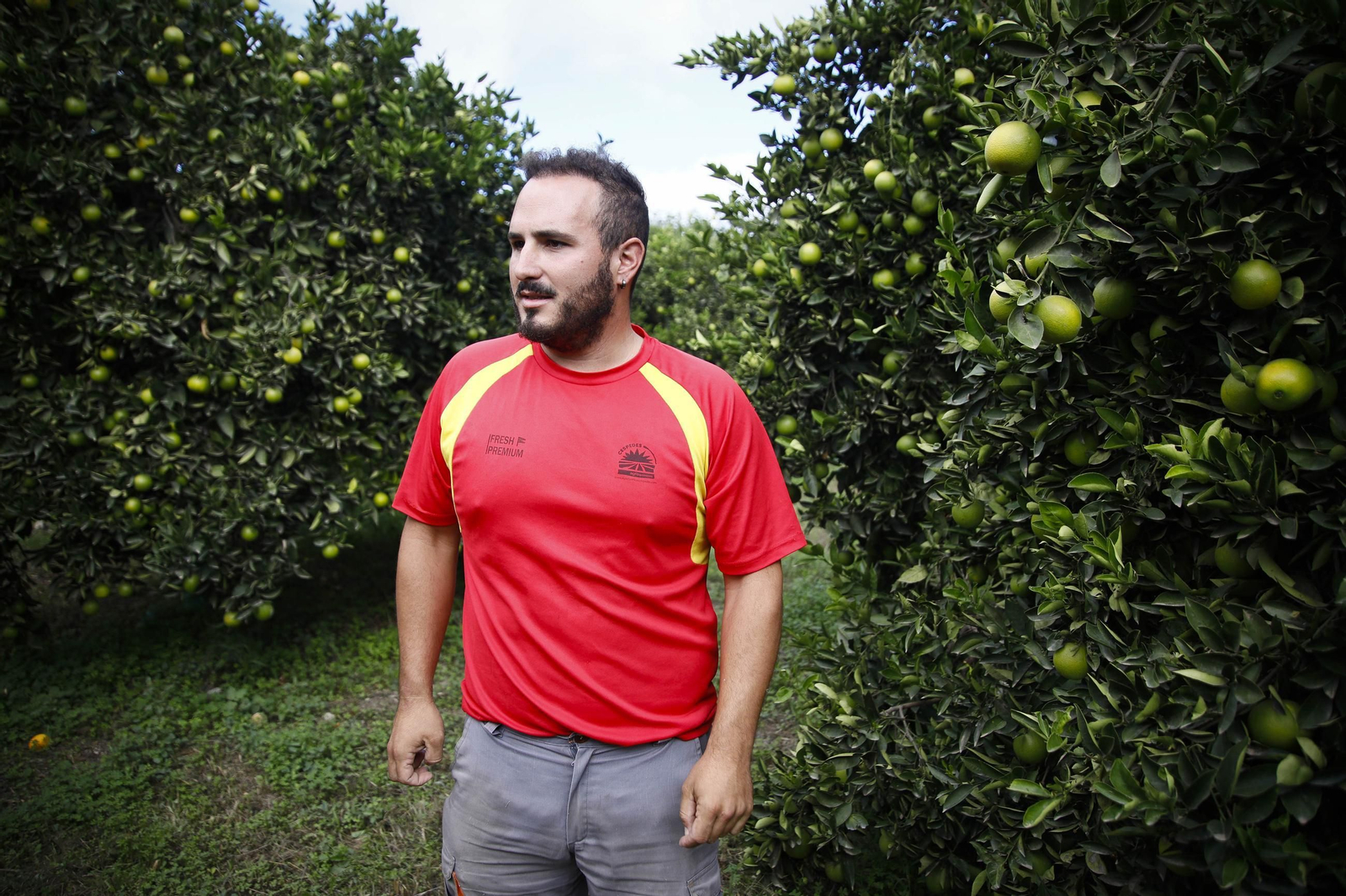 Las naranjas de Íllar, en imágenes
