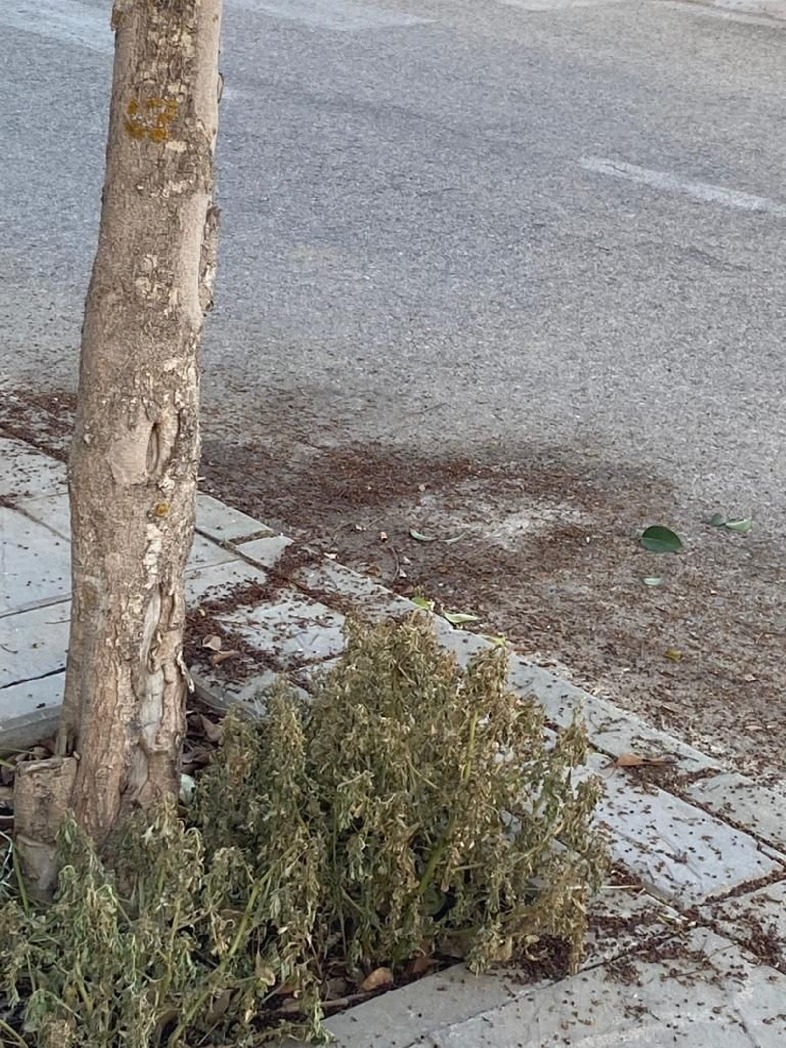 Quejas vecinales por el mal estado de los parques de Pozoalbero en Jerez.