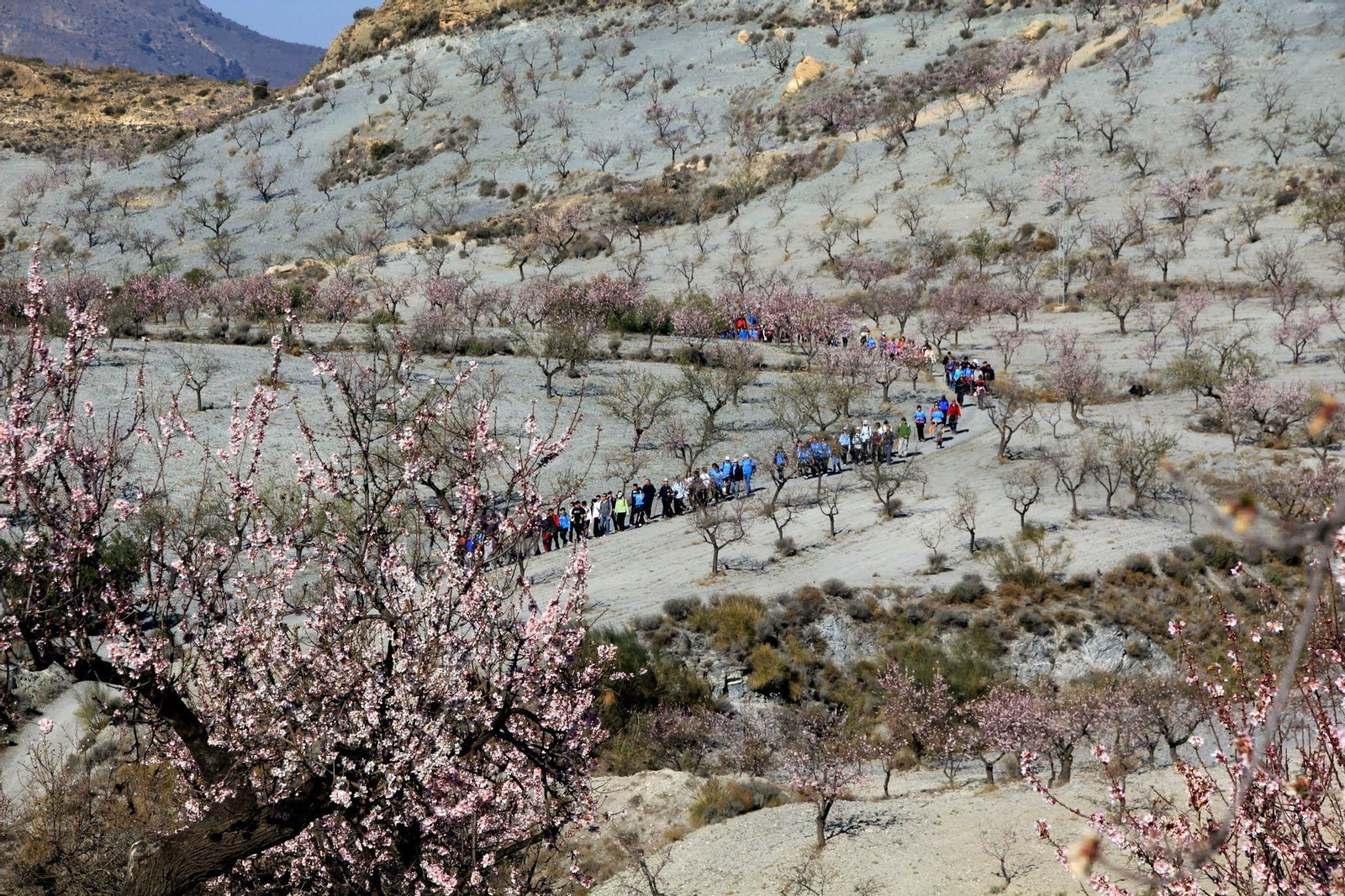 Diez rutas de los almendros en flor por la provincia de Almería