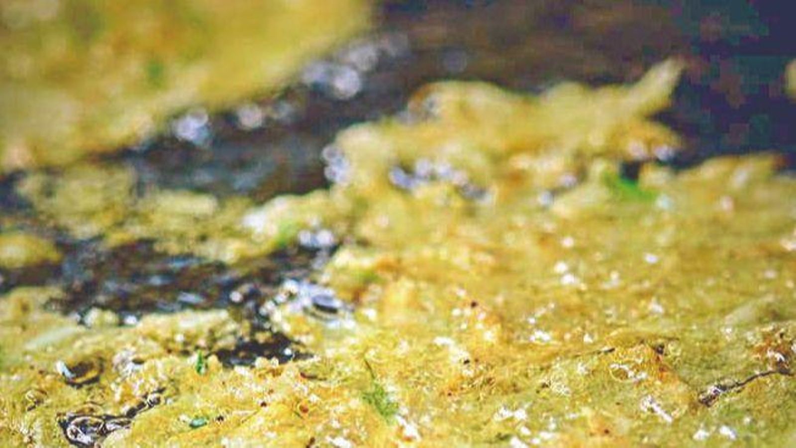 La tortilla de camarones es uno de los platos más demandados.